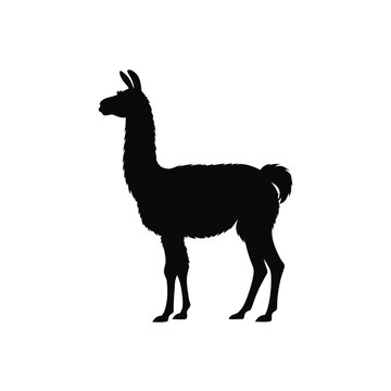 vector illustration of a giraffe