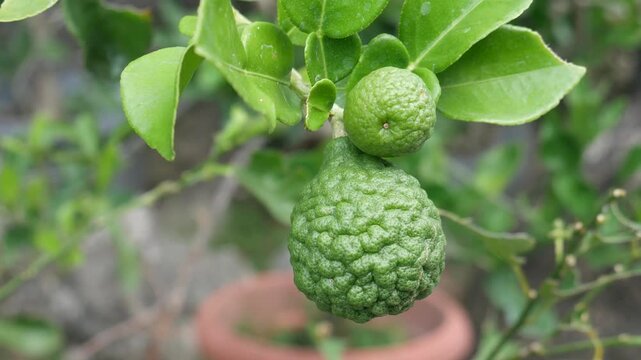 Ripe kaffir lime fruit hanging on tree branch with green leaves and shallow depth of field.