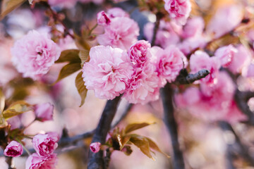 Naklejka premium Soft pink cherry blossoms blooming on a tree