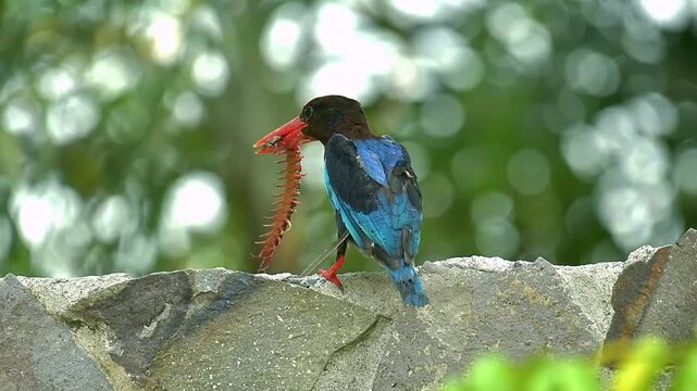White throated kingfisher subduing a large centipede