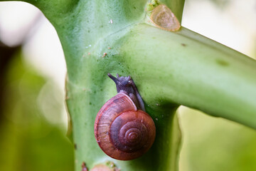 Cute little snail climbing up a green plant stalk © Cavan