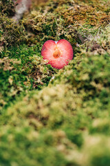 Fototapeta premium A heart shaped plum half resting in fresh moss