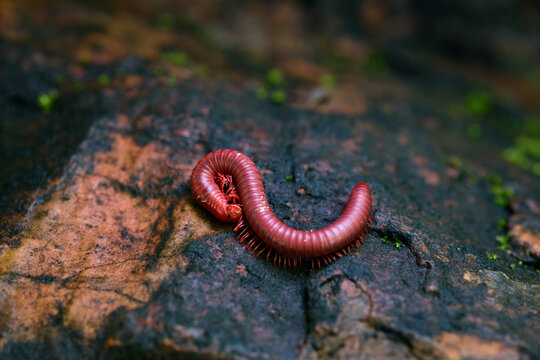 Red rusty millipede curled on a mossy stone