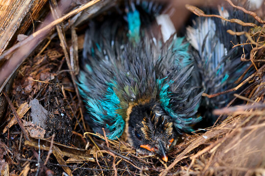 Close up of baby grackle fledglings in nest