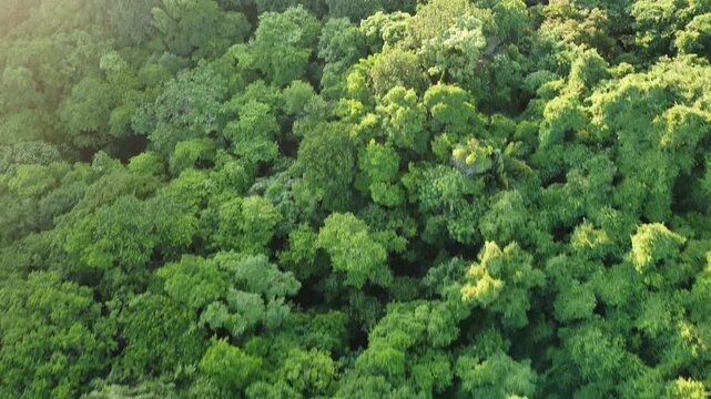 Aerial view of a lush green forest canopy with warm sunlight