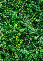 Naklejka premium Lush green ivy leaves creating a textured wall