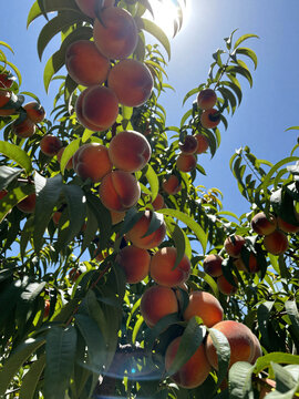 Sunburst Through Peach Tree Canopy with Ripe Peaches