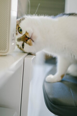Curious cat peeking over edge of white desk