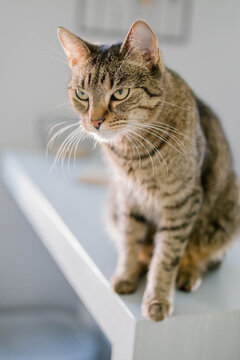 A grumpy tabby cat is sitting on a white countertop