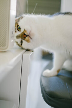 Curious cat peeking over edge of white desk