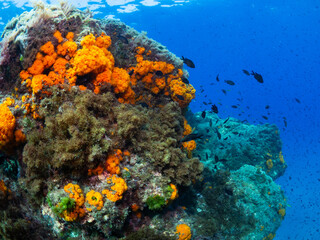 Naklejka premium Orange coral polyps (Astroides calycularis) covering an underwater