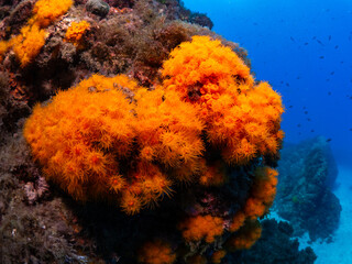 Orange coral polyps (Astroides calycularis) covering an underwater © Cavan