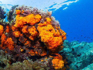 Orange coral polyps (Astroides calycularis) covering an underwater © Cavan