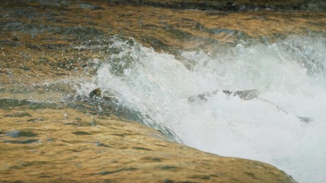 Determined salmon fight the rushing rapids during their seasonal migration up the Ganaraska River. Shimmering amber currents clash with exploding white water foam.
