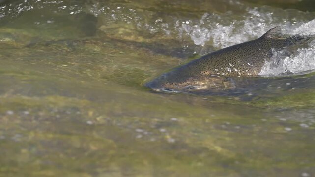 A large salmon swims steadily against a swift, shallow river current over a stony bed. Sun glints on its wet back and dark scales during the autumn spawning migration.