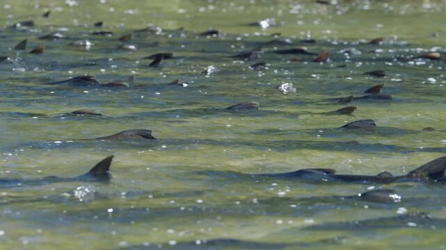 Thousands of salmon crowd a shallow stretch of the Ganaraska River during their annual migration. Their dorsal fins create a dark, textured pattern across the sunlit water surface.