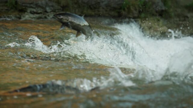 Two salmon leap out of the rushing white water of a river weir during their fall spawning run in Ontario. Slow motion details the explosive splashes and water droplets in mid-air.