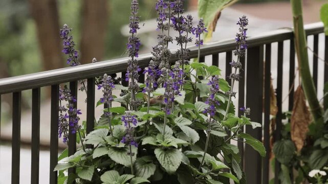 A hummingbird hovers and feeds on purple Salvia flowers in a garden, capturing detailed wildlife behavior and pollination activity during the blooming season.