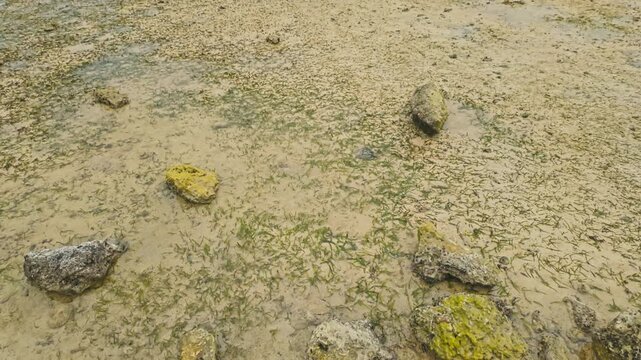Exposed Coral Rocks At Low Tide Along Bisezaki Coast (Bisezaki Kaigan) In Motobu, Okinawa Prefecture, Japan. Tilt-up Shot