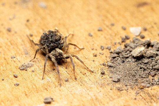 Spider Carrying Young Spiderlings on Its Back in Macro Photography