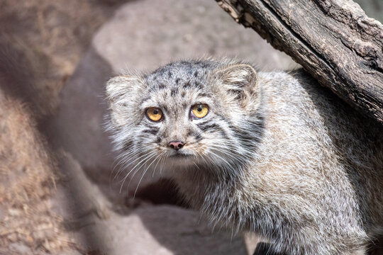 Pallas cat resting under a tree branch