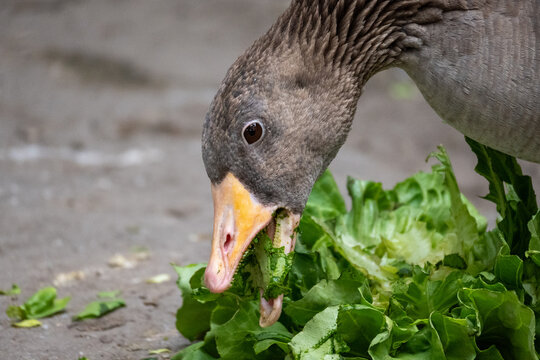 Duck eating fresh lettuce leaves outdoors