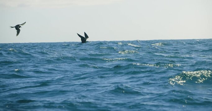 Frigate Seabirds fly and plunge toward rolling ocean waves while hunting fish in open tropical water