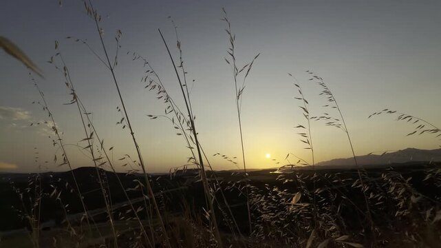 Warm sunlight setting behind rolling hills and vineyards in Alava, Spain. Dry grass gently swaying in the wind during a calm, golden hour