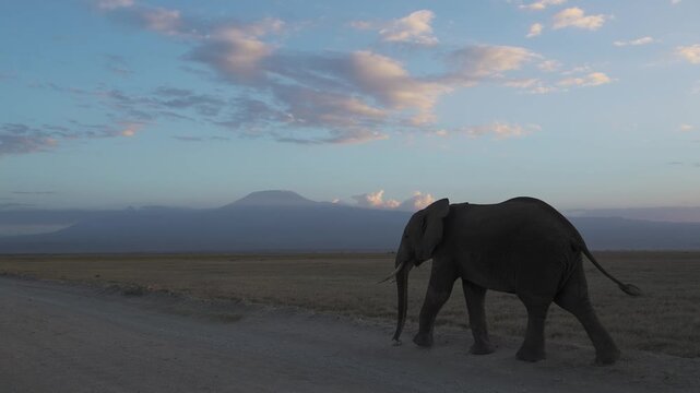 African Elephants with Mount Kilimanjaro in Amboseli, Beautiful Iconic Landscape Scenery in African Wildlife Scene in Kenya Africa with Safari Animals, Herd of Elephants Walking.