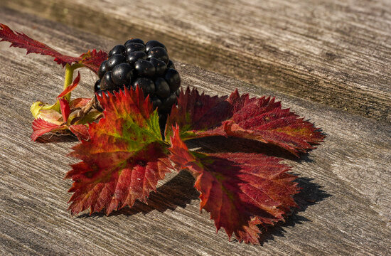Ripe Black Blackberry with Red Autumn Leaves on Rustic Wooden Background