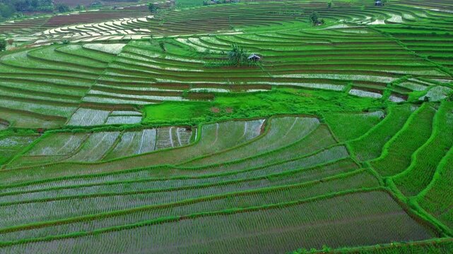 the beauty of the foggy morning panorama with sunrise and rice fields in Bengkulu, indonesia, asia