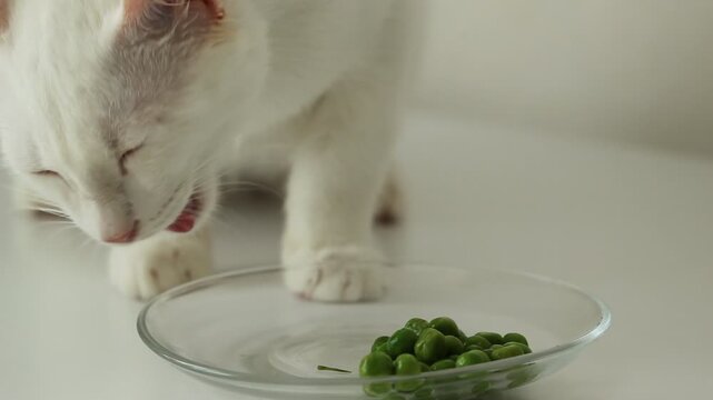 Animal background, cat playing with food