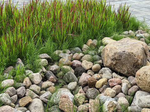 Urban rock garden with red ornamental grass and natural stones landscape