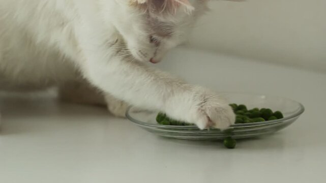 Animal background, cat playing with fresh green food