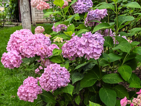 Pink and purple hydrangea bush blooming in backyard summer garden
