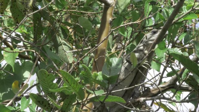 A gray iguana is partly hidden among tangled branches and green leaves near Paso del Cedral, Cozumel, seen through a dense layer of tropical vegetation.