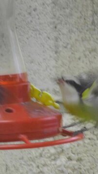 Bananaquits repeatedly land, feed and chase one another beside a red nectar feeder near Paso del Cedral, Cozumel, with fast wing motion against a light wall.