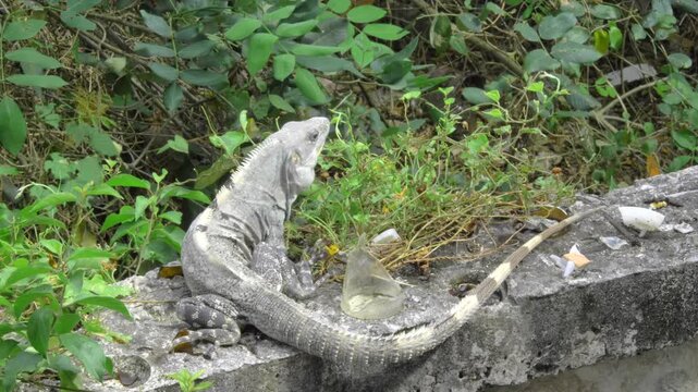 A large gray iguana remains on a rough low wall near Paso del Cedral, Cozumel, its body framed by dense tropical ground plants and scattered leaves.