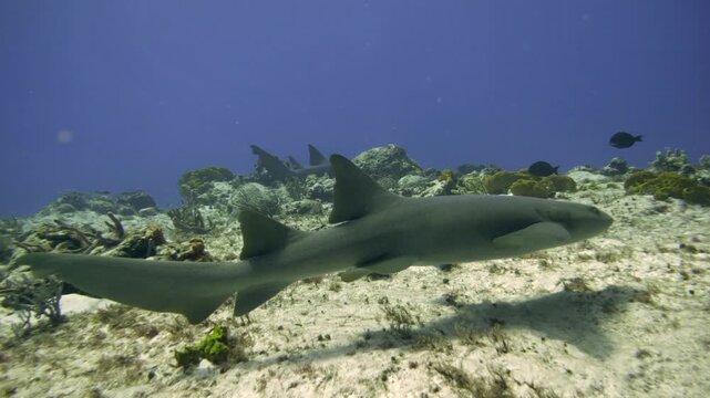 A nurse shark cruises over broken coral and pale rock at Paso del Cedral, Cozumel, its dark silhouette contrasting with the bright reef floor and blue water.