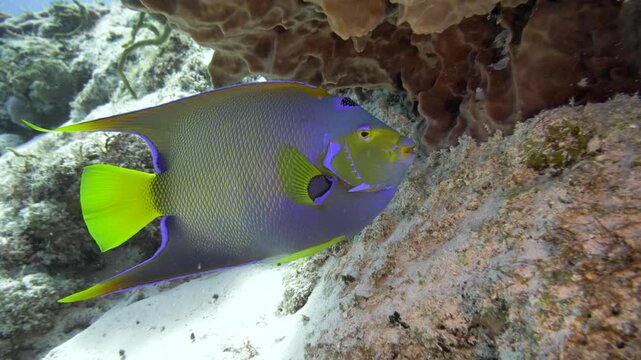 A queen angelfish swims close to rocky coral at Paso del Cedral, Cozumel, displaying its blue body, yellow tail and bright facial markings in clear tropical water.