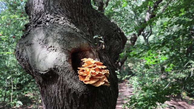 Chicken of the woods, Laetiporus, mushroom fungi  in a forest near The Hague, the Netherlands