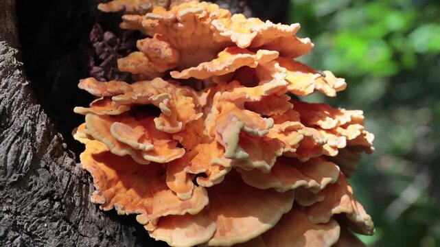 Chicken of the woods, Laetiporus, mushroom fungi  in a forest near The Hague, the Netherlands