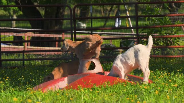 Goats explore red farm equipment surrounded by green grass and yellow flowers inside a fenced pen