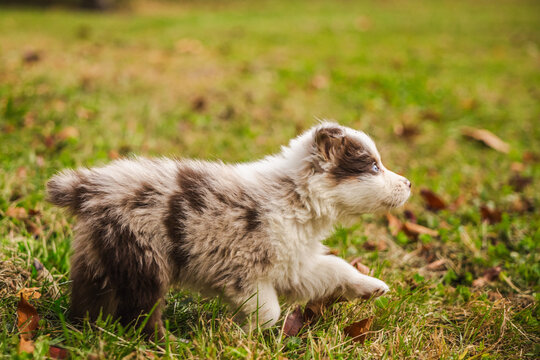 Fluffy Merle Puppy Walking Through Autumn Grass