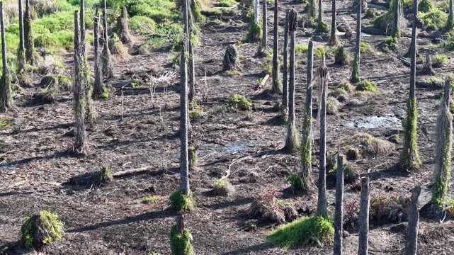 Muddy vineyard soil shows water pooling between rows