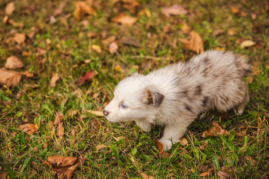Fluffy Merle Havanese Puppy Walking Through Autumn Grass