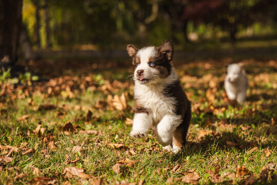 Two Fluffy Puppies Running Through Sunlit Autumn Grass
