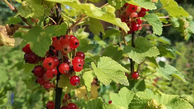 Red currant berries growing in garden close up, healthy food and gardening