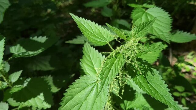 Nettle stinger plant close up, green nature detail