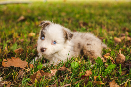 Blue-Eyed Merle Havanese Puppy Resting Among Autumn Leaves